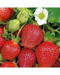 Великоплідна полуниця Fragaria ananassa Cabrillo